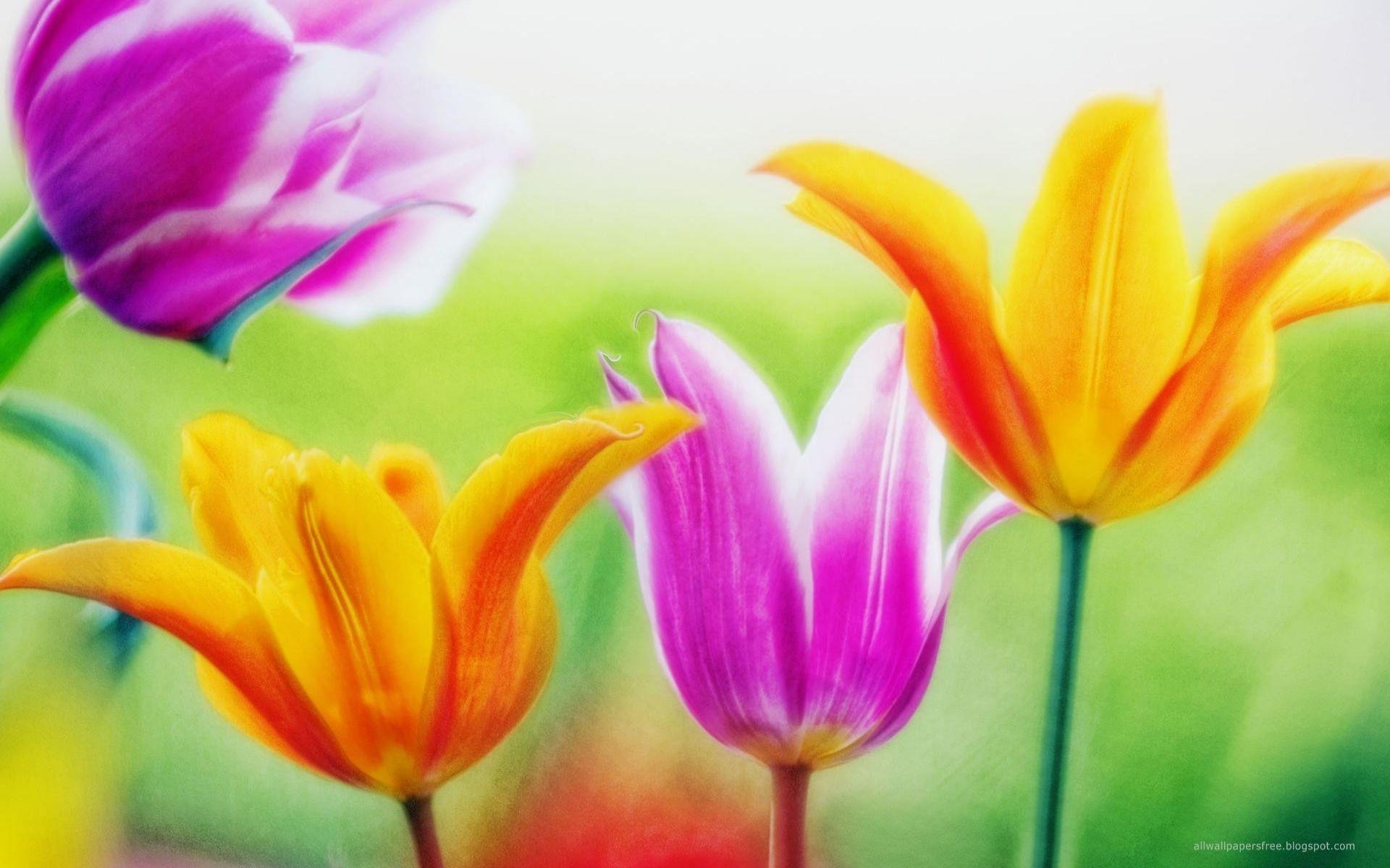 1920x1200 Free download May Flowers Wallpaper Flowers wallpaper 3678