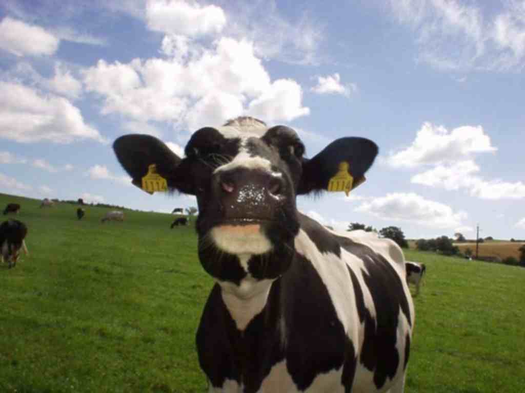 1024x768 Cow Wallpaper