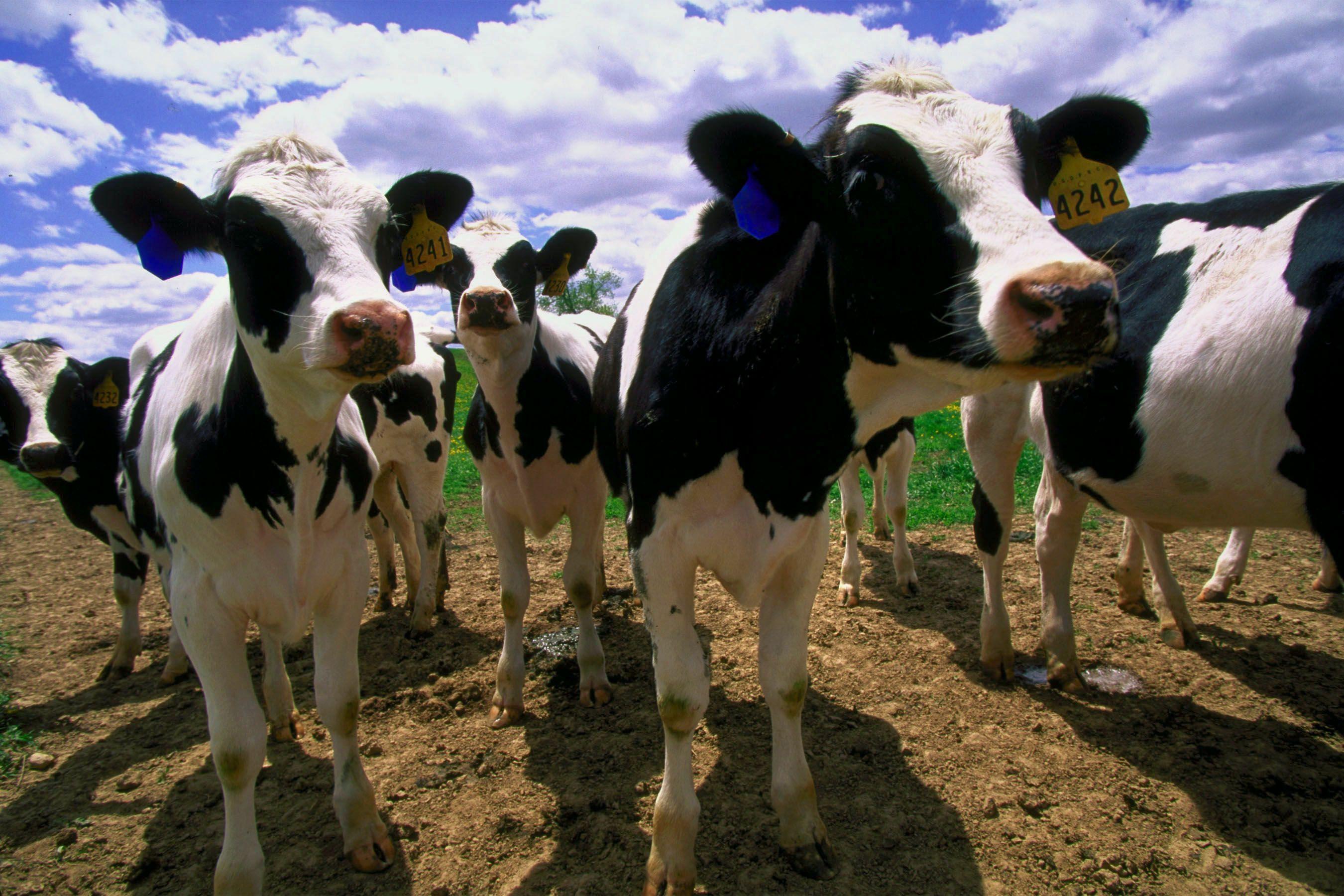 2700x1800 Cows and Calves. Cow, Pet owners