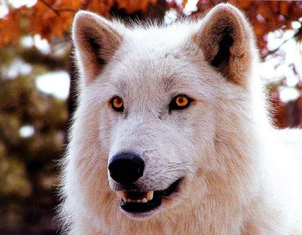 1024x795 Dog: White Wolves Động vật Glacier Wolf Wallpaper Dogs Cute HD 16: 9