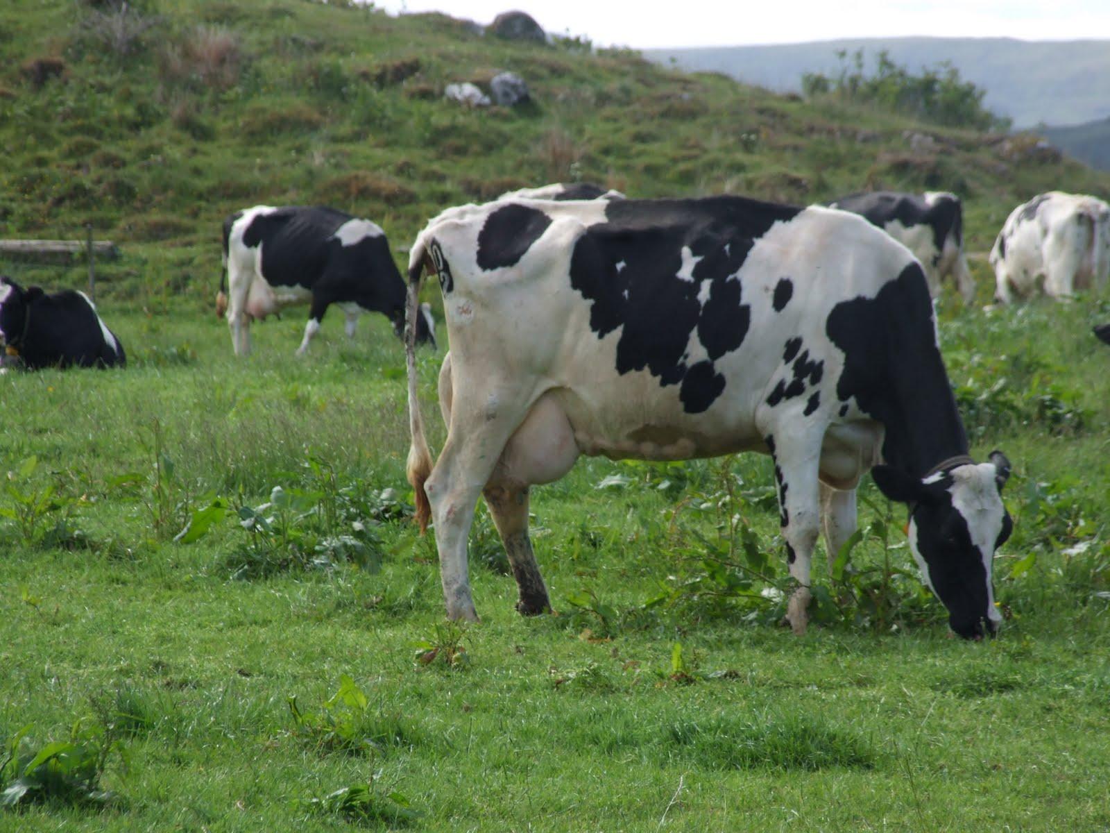 1600x1200 Free download Dairy Cow Wallpaper 26242 HD Wallpaper in Animals Imagecicom [1600x1200] for your Desktop, Mobile & Tablet. Explore Dairy Cow Wallpaper. Cute Cow Wallpaper, Cow Print Wallpaper, HD Cow Wallpaper