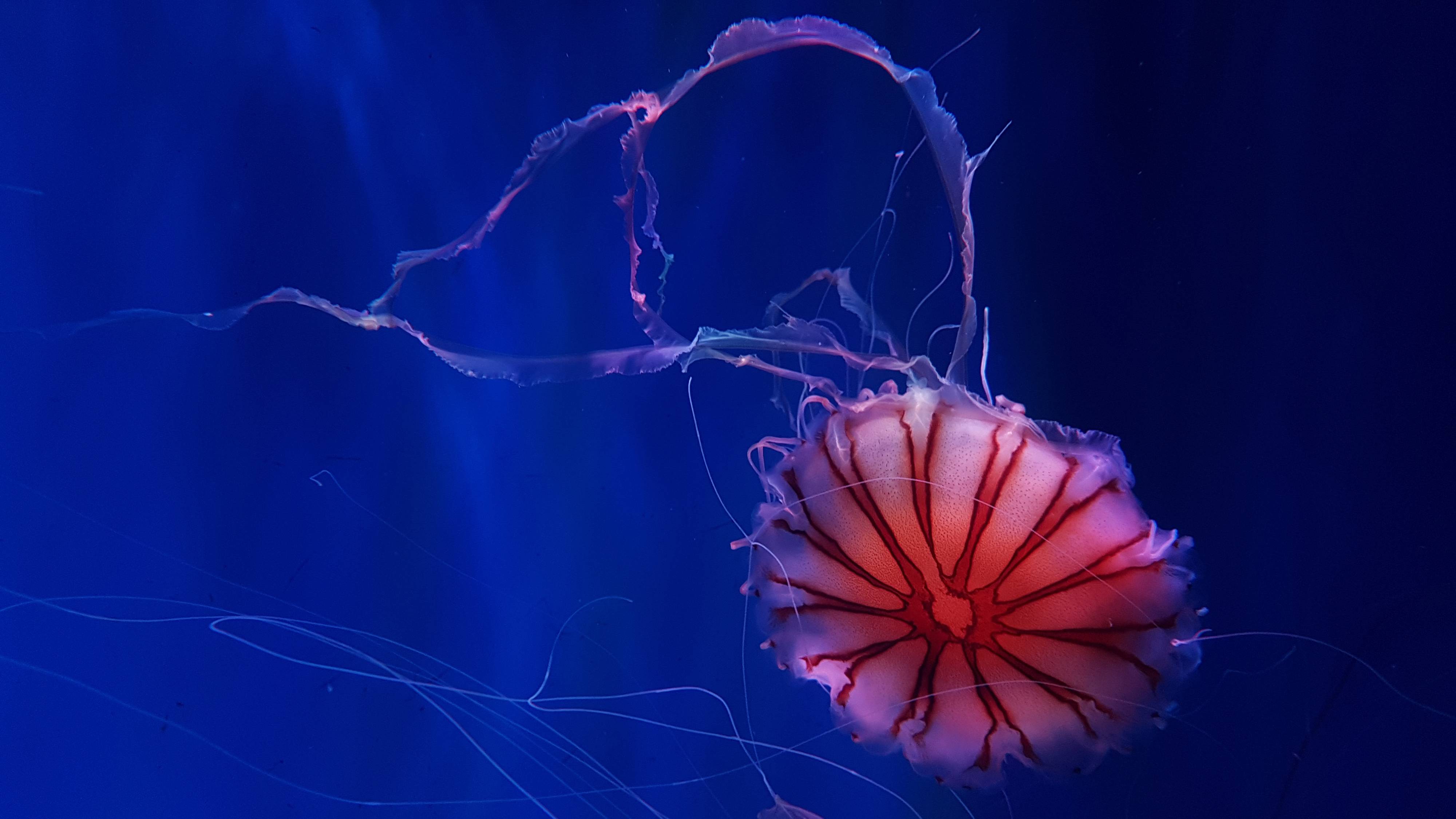 4000x2250 Deep Ocean Jellyfish 4K Wallpaper