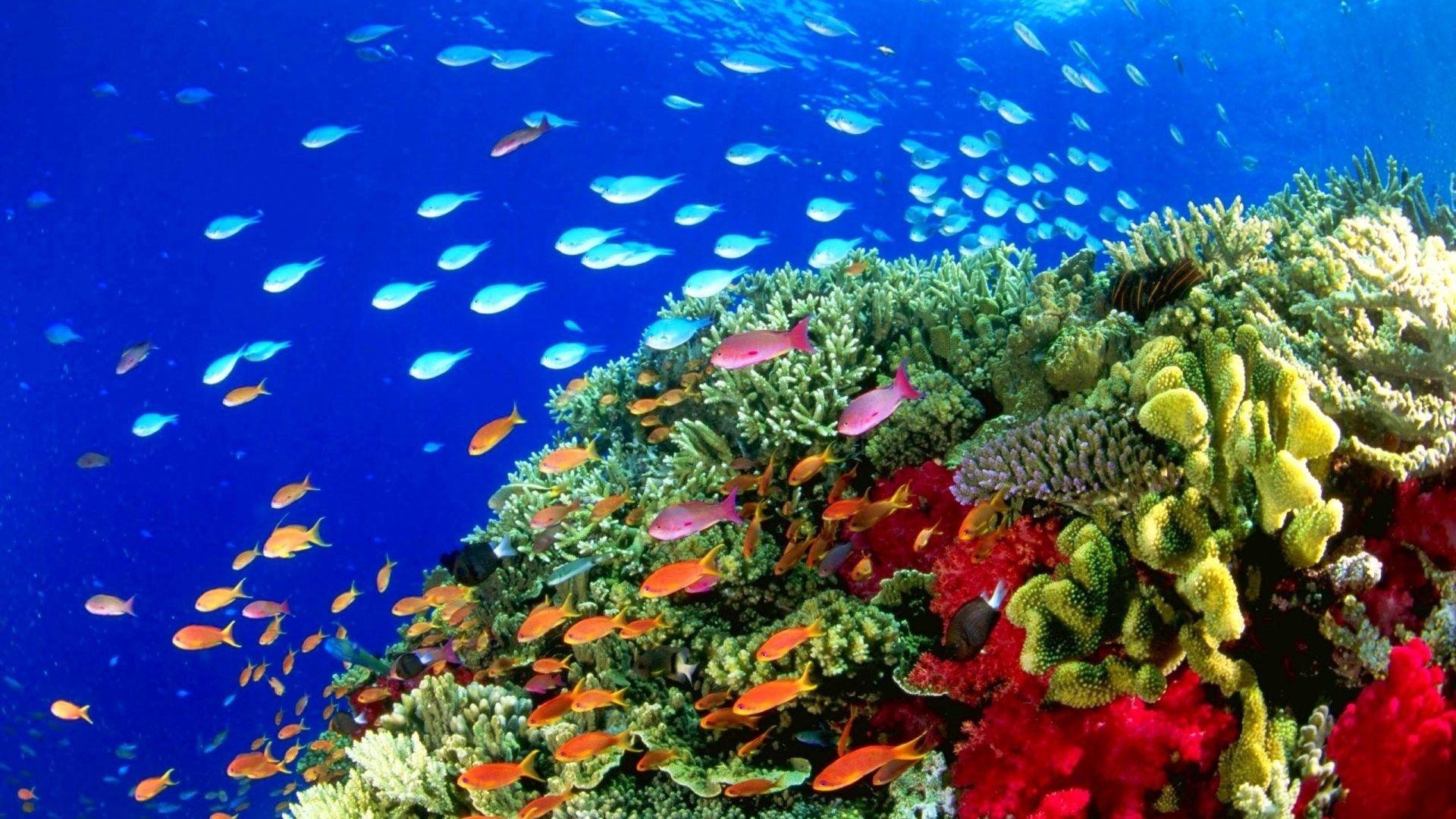 1920x1080 Sea Life Wallpaper
