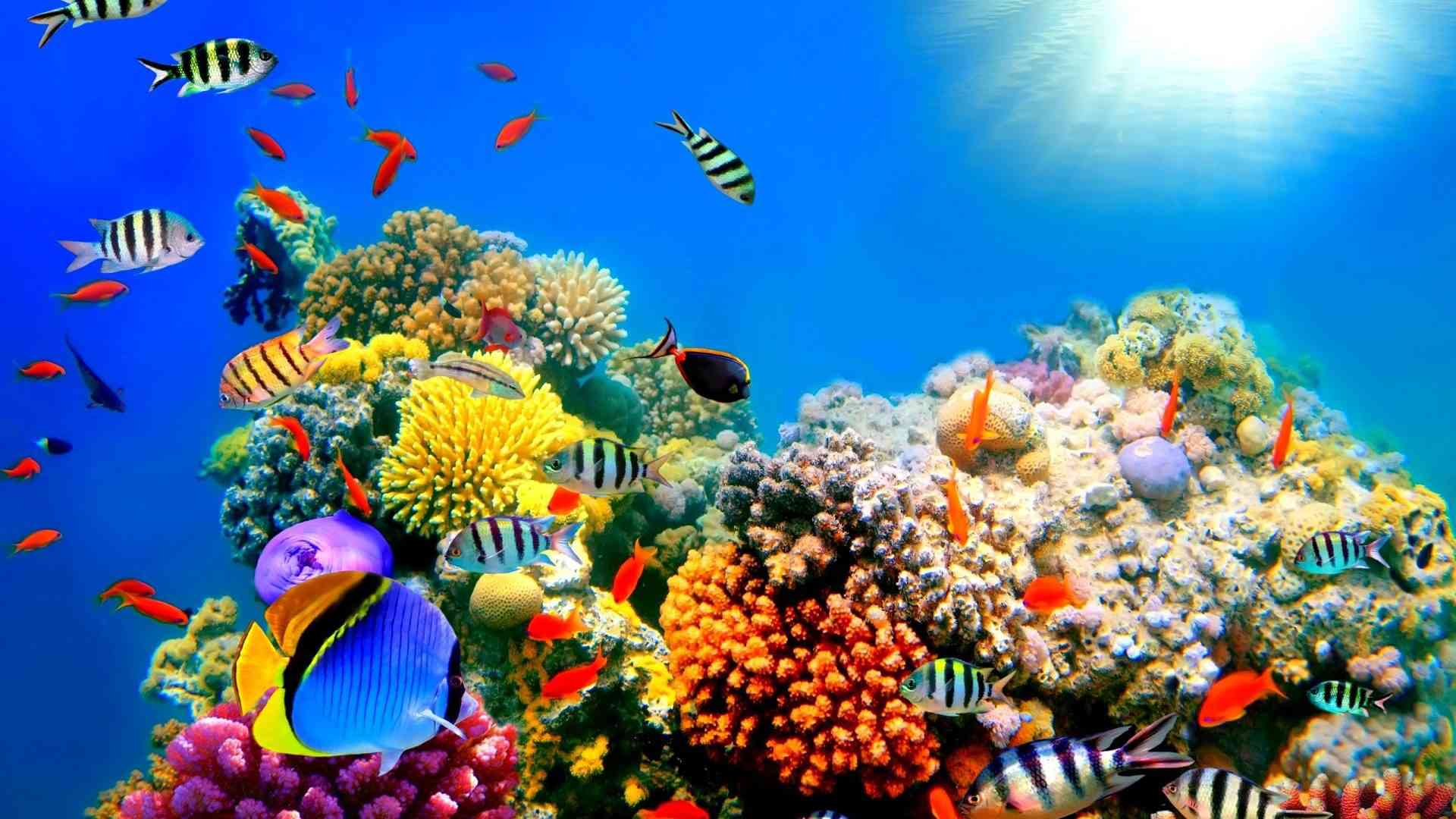 Underwater Ocean HD Wallpapers - Top Free Underwater Ocean HD ...