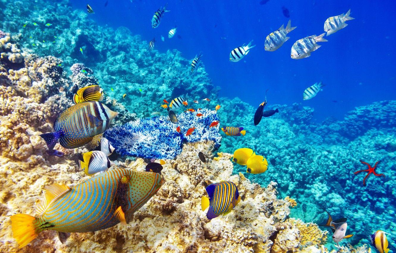 1332x850 Wallpaper fish, the ocean, world, underwater world, underwater