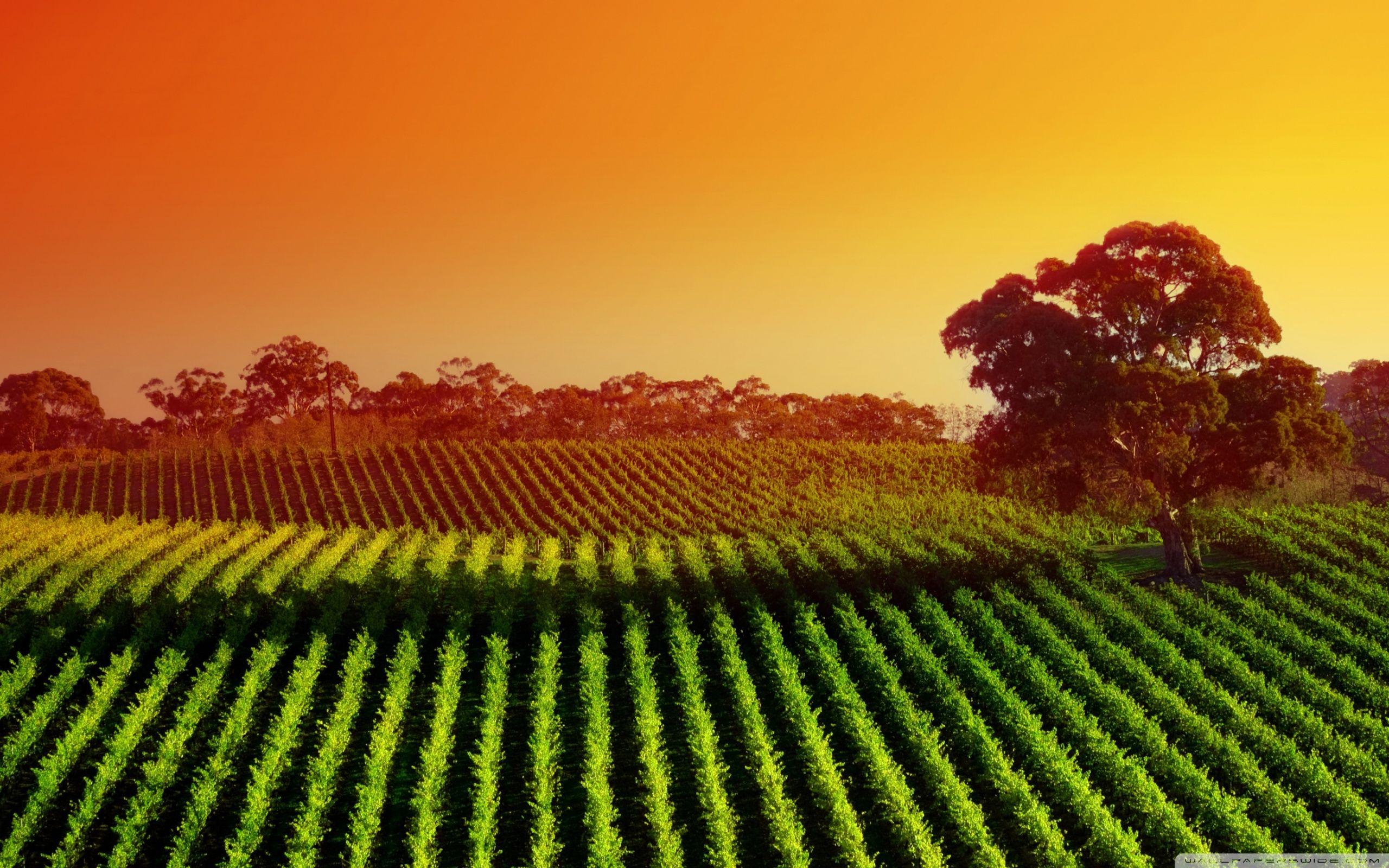 Plantation Wallpapers Top Free Plantation Backgrounds WallpaperAccess