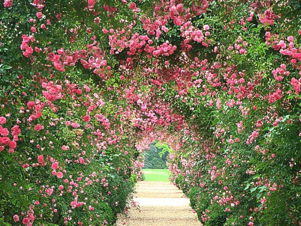 1024x768 English Rose Garden