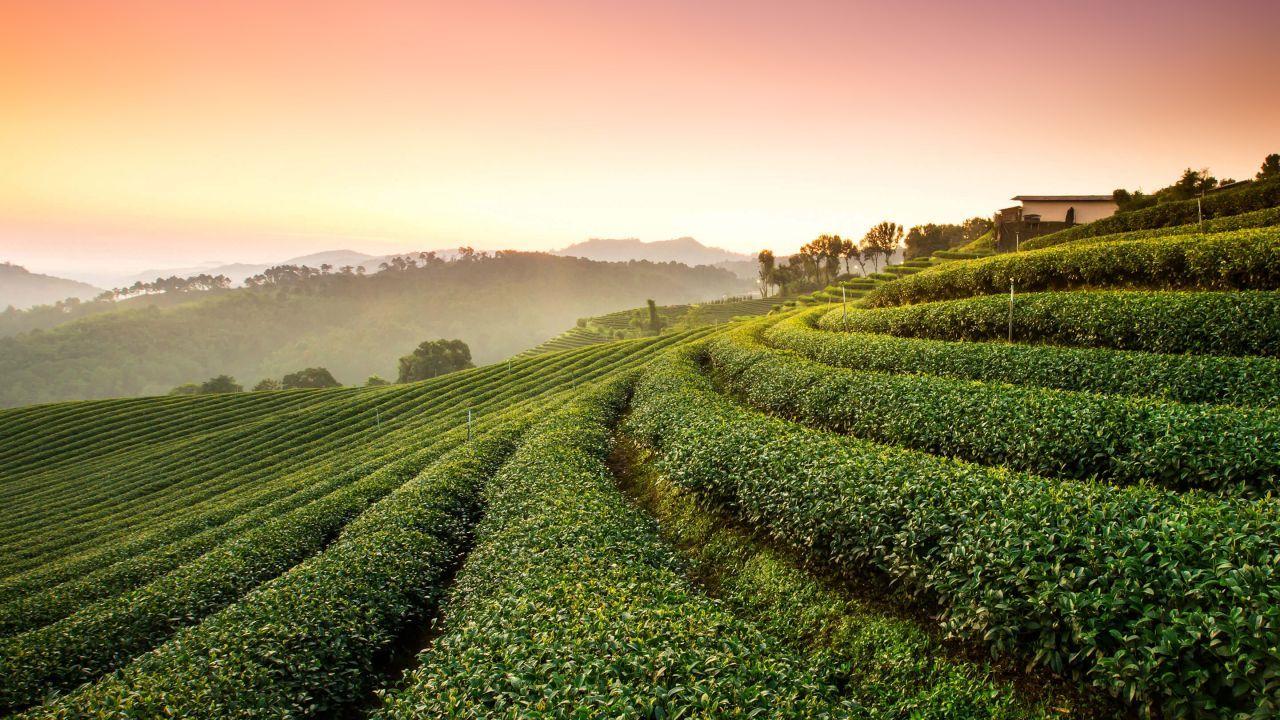 1280x720 Wallpaper Tea Plantation, Landscape, HD, Nature