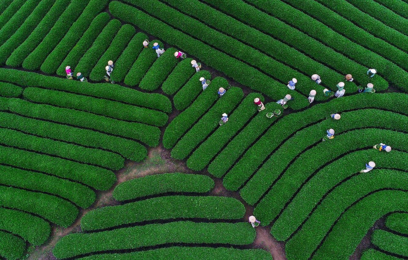 1332x850 Wallpaper people, panorama, tea plantation image for desktop, section пейзажи