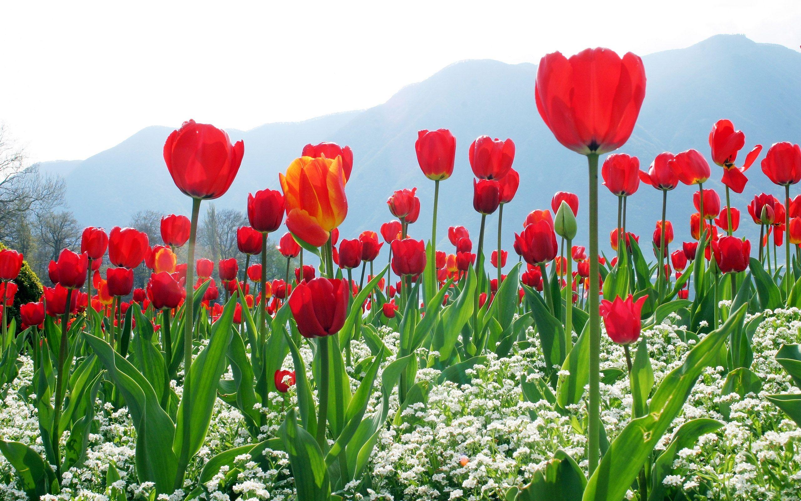 2560x1600 Tulip Plantation wallpaper. Tulip Plantation