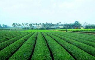 1280x804 Tea Plantation wallpaper. Tea Plantation