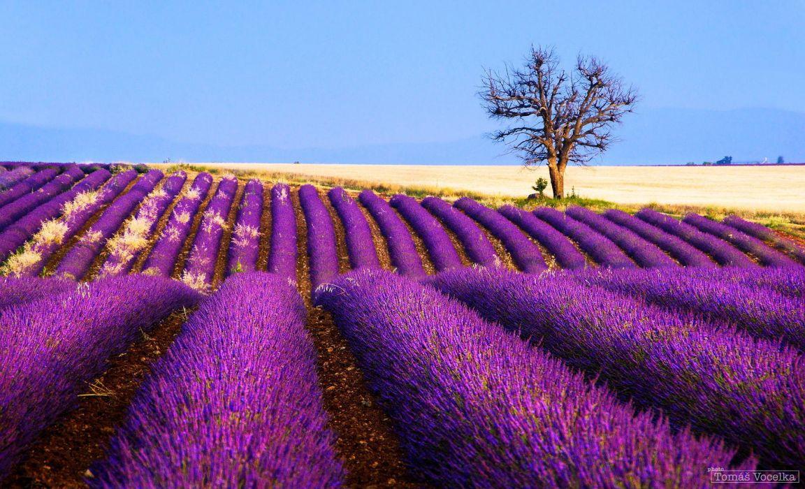 1152x700 Flowers lavender field plantation tree France wallpaper