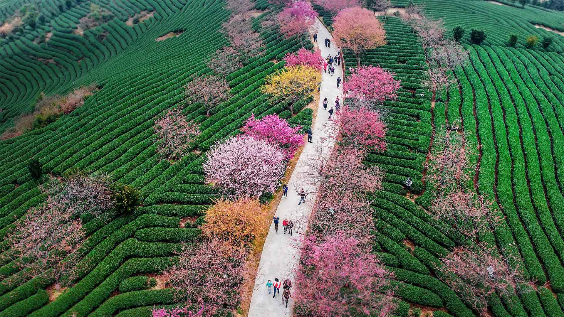 1920x1080 Spring in Longyan, China