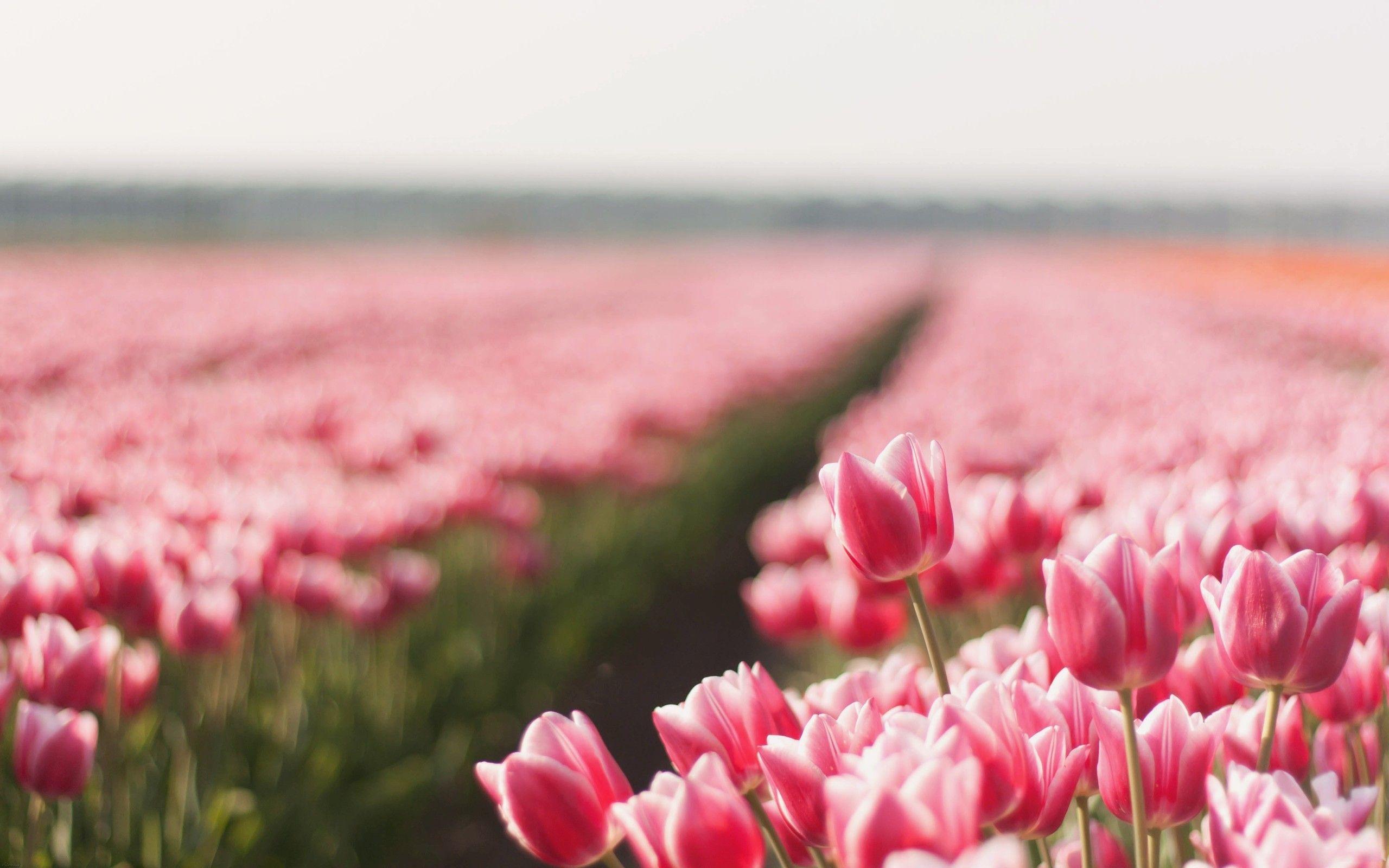 2560x1600 Flowers tulips plantation wallpaperx1600