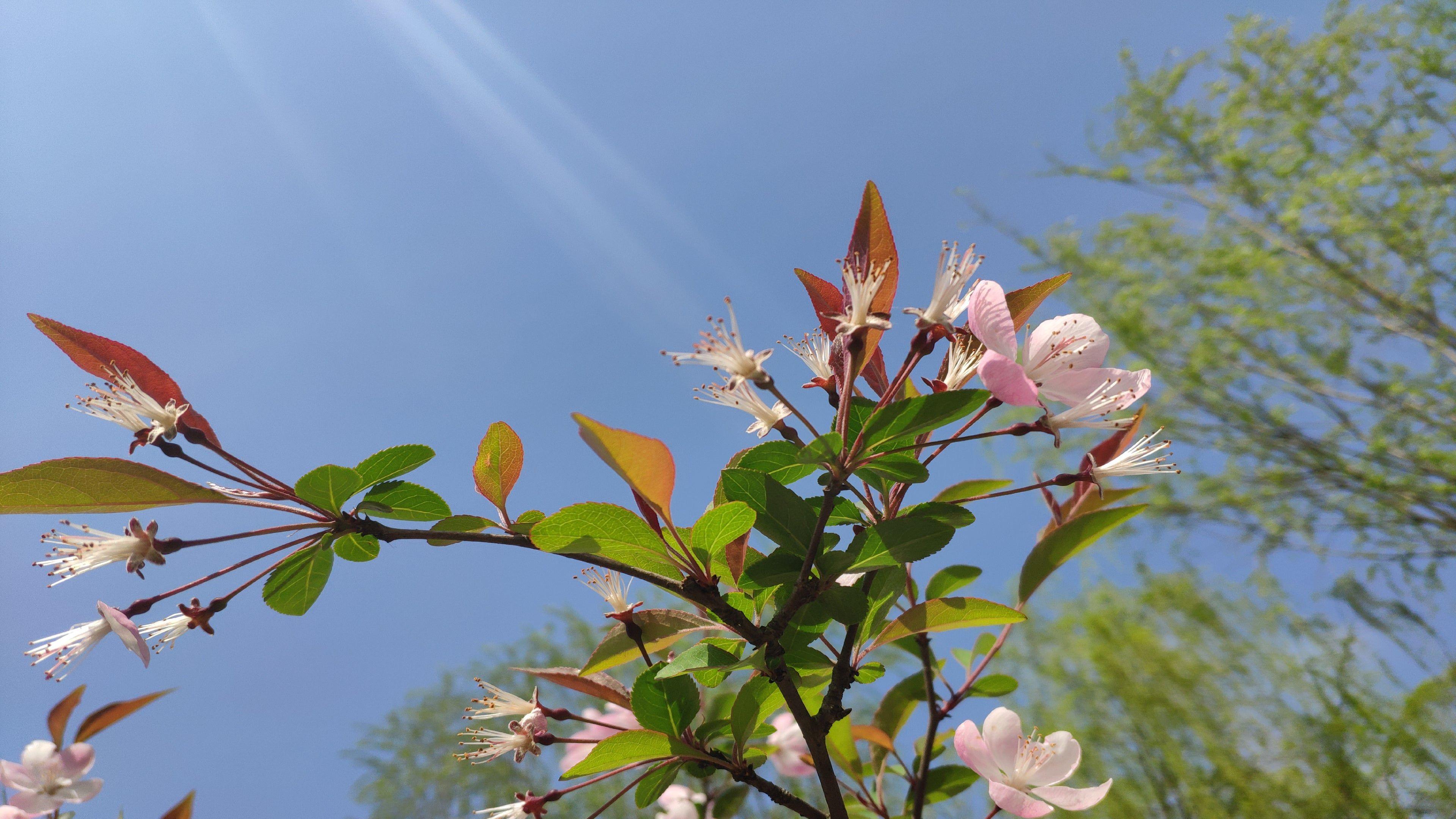 3840x2160 Beautiful Flower 4K wallpaper