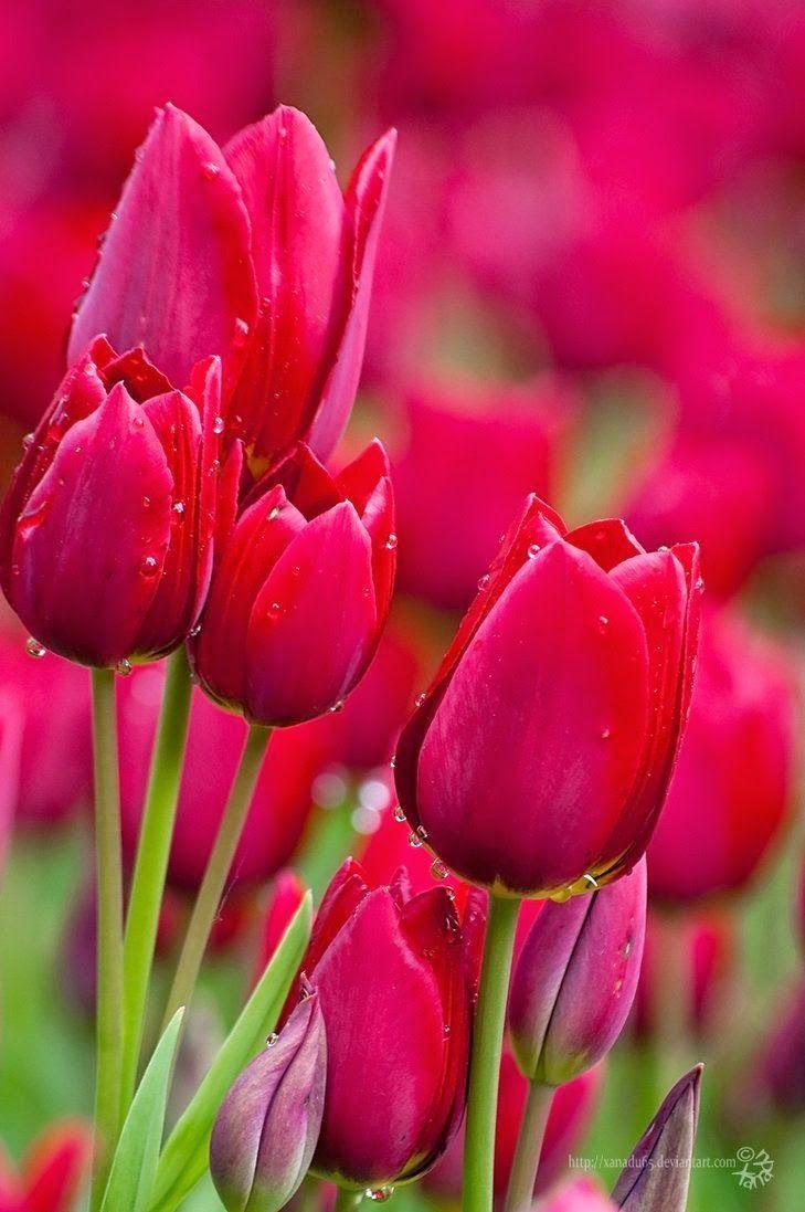 729x1097 Beautiful Flowers Wallpaper