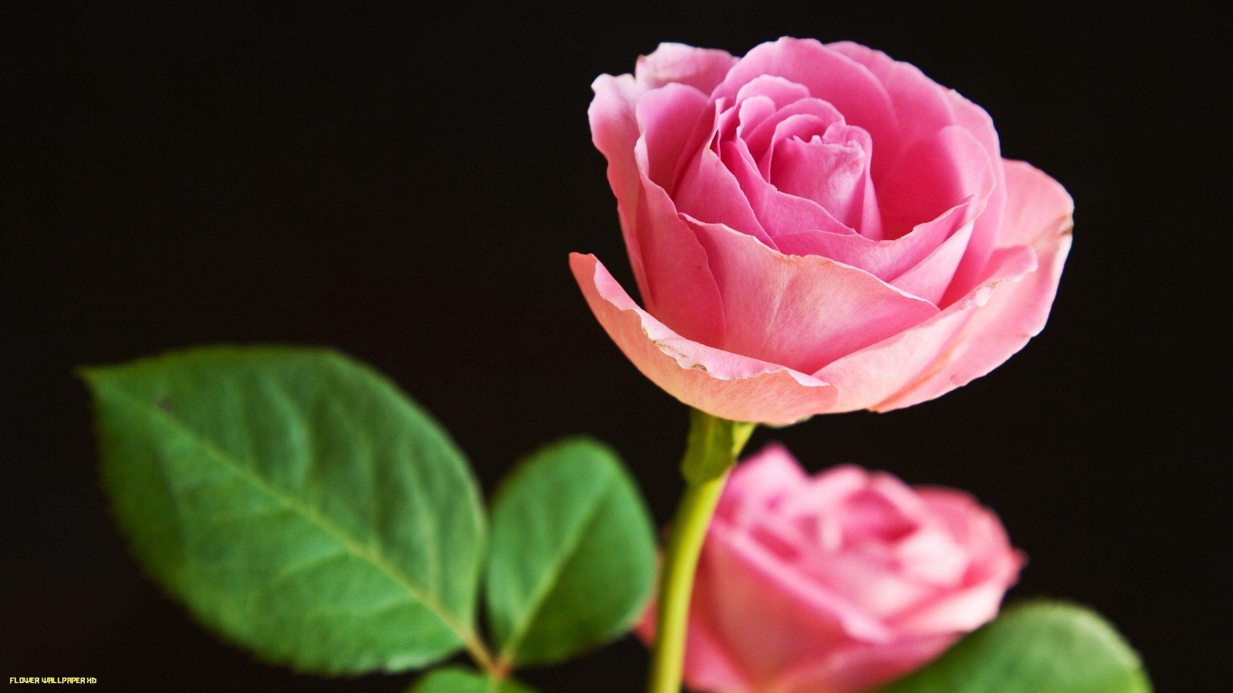 2483x1396 Beautiful Flowers Wallpaper, Picture, Image