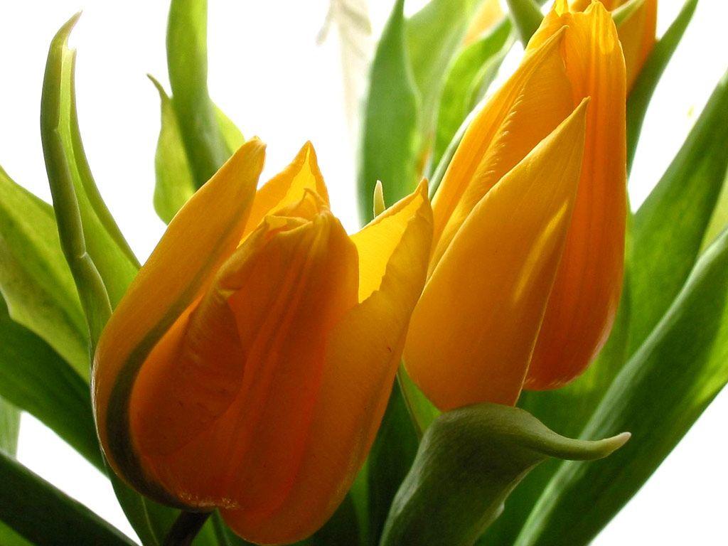 1024x768 flowers for flower lovers.: Beautiful flowers wallpaper