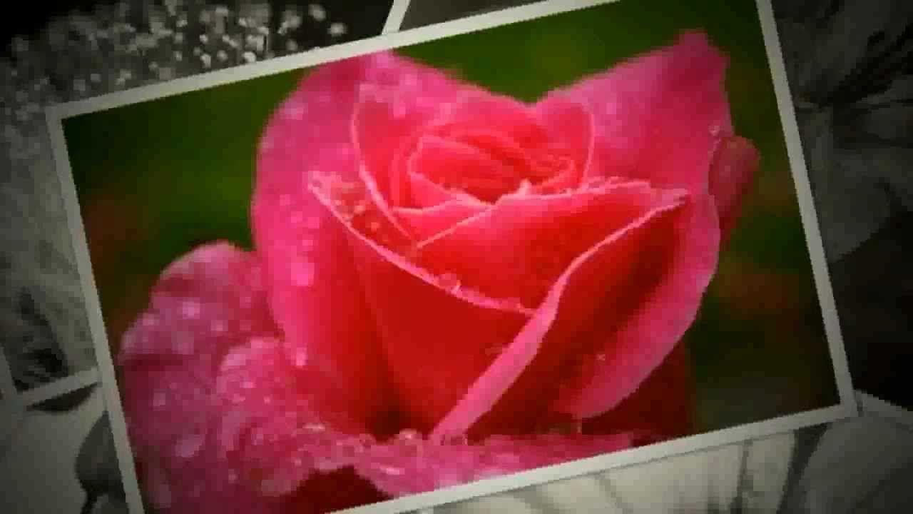 1280x720 Beautiful Flowers And Flower Wallpaper