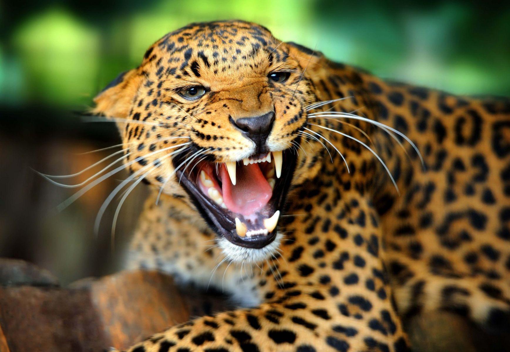 1737x1200 Dangerous leopard. HD Animals and Birds Wallpaper for Mobile