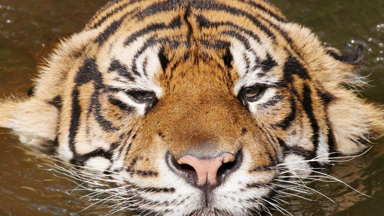 1280x720 Animal Wallpaper, Best Friends, Habitats, Wild Animals, Dangerous