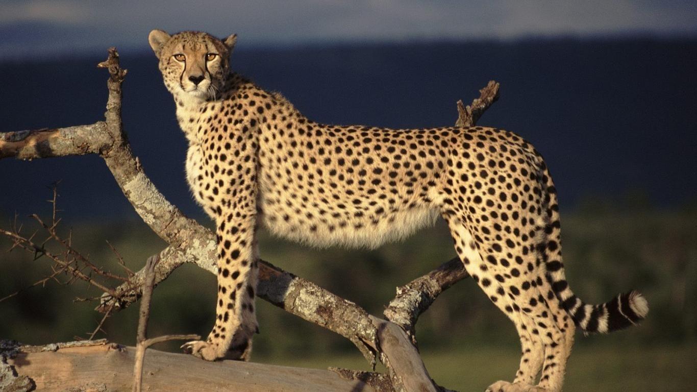 1366x768 World's Most Dangerous animals. Animals wild, Animals beautiful