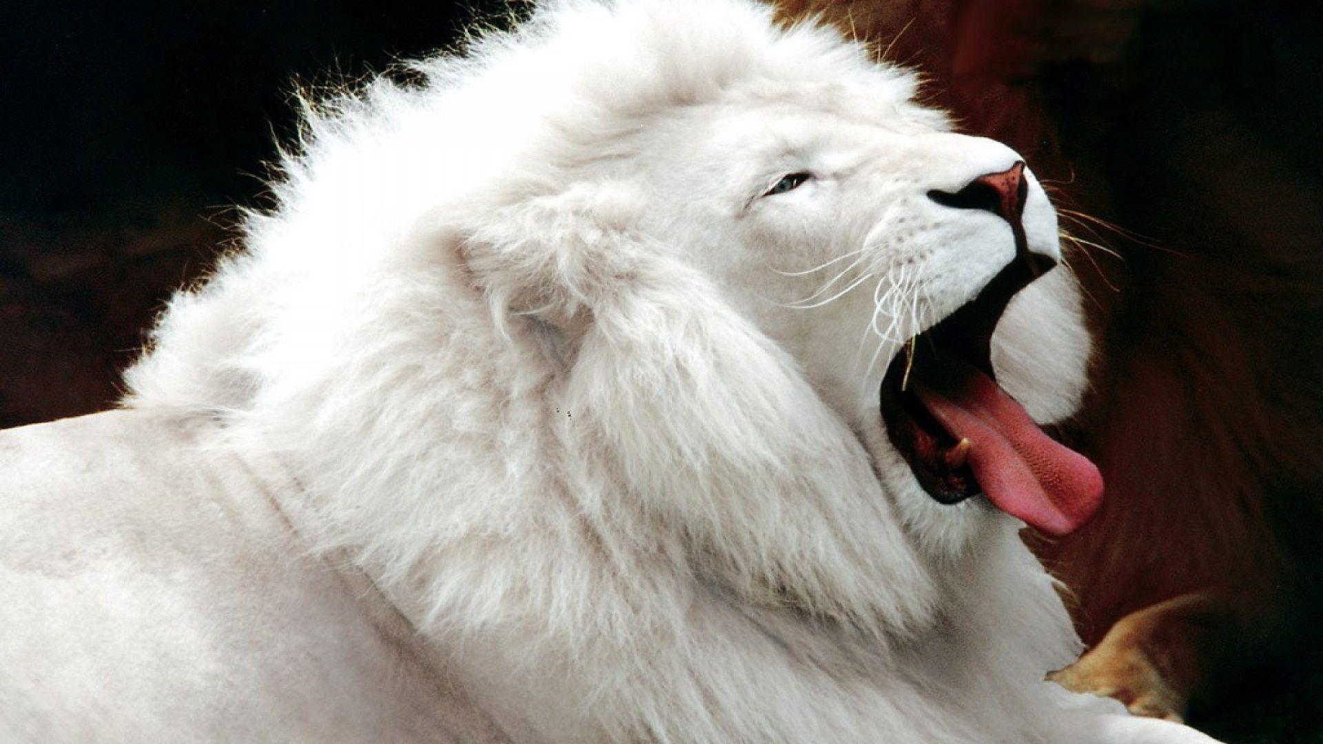 1920x1080 Lion Animal Wallpaper