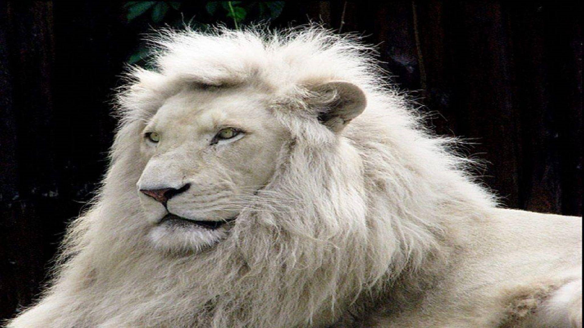 1920x1080 Animal Lovers White Lion Free Wallpaper Hd