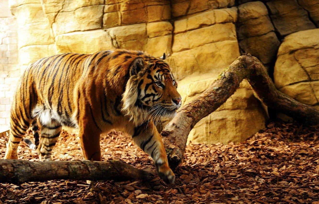 1332x850 Wallpaper nature, tiger, beautiful, predator, beauty, animal, fang