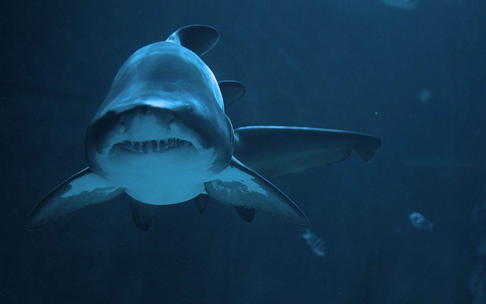 1600x1000 Dangerous shark underwater picture. HD Animals Wallpaper