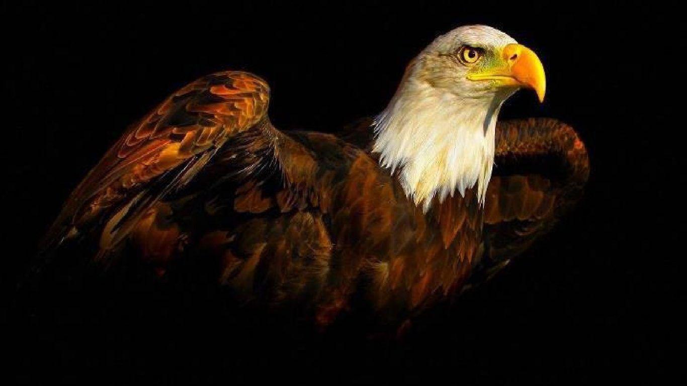 1366x768 Wallpaper Tagged With Recon: Marine Corps Usmc Recon Marines HD