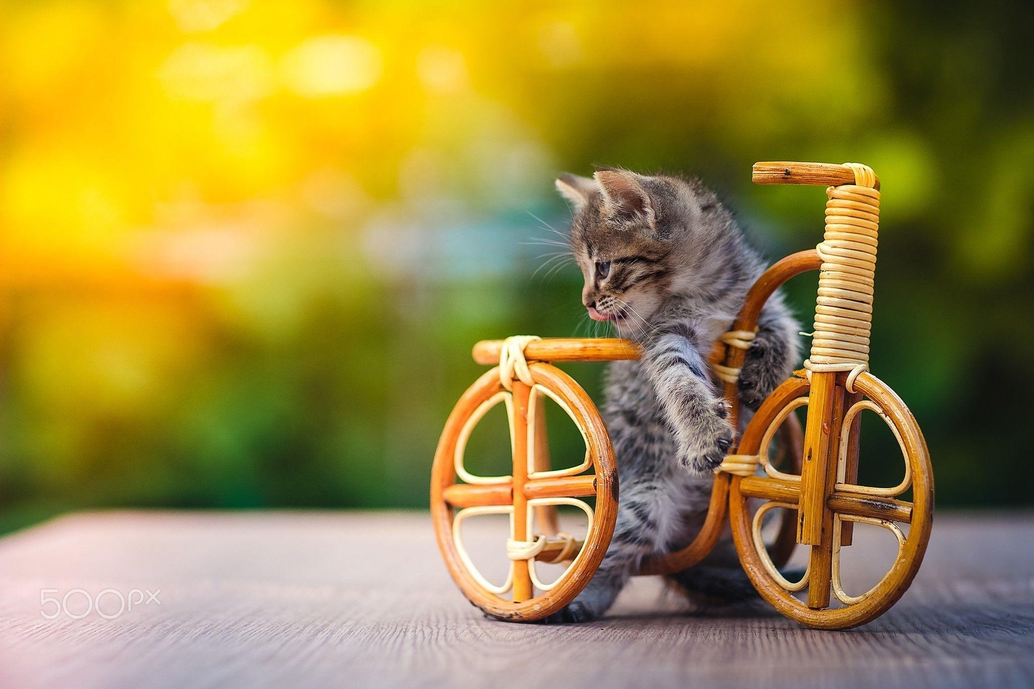 2048x1365 2048x1365 Baby Animal, Bicycle, Cat, Cute, Kitten. Mocah
