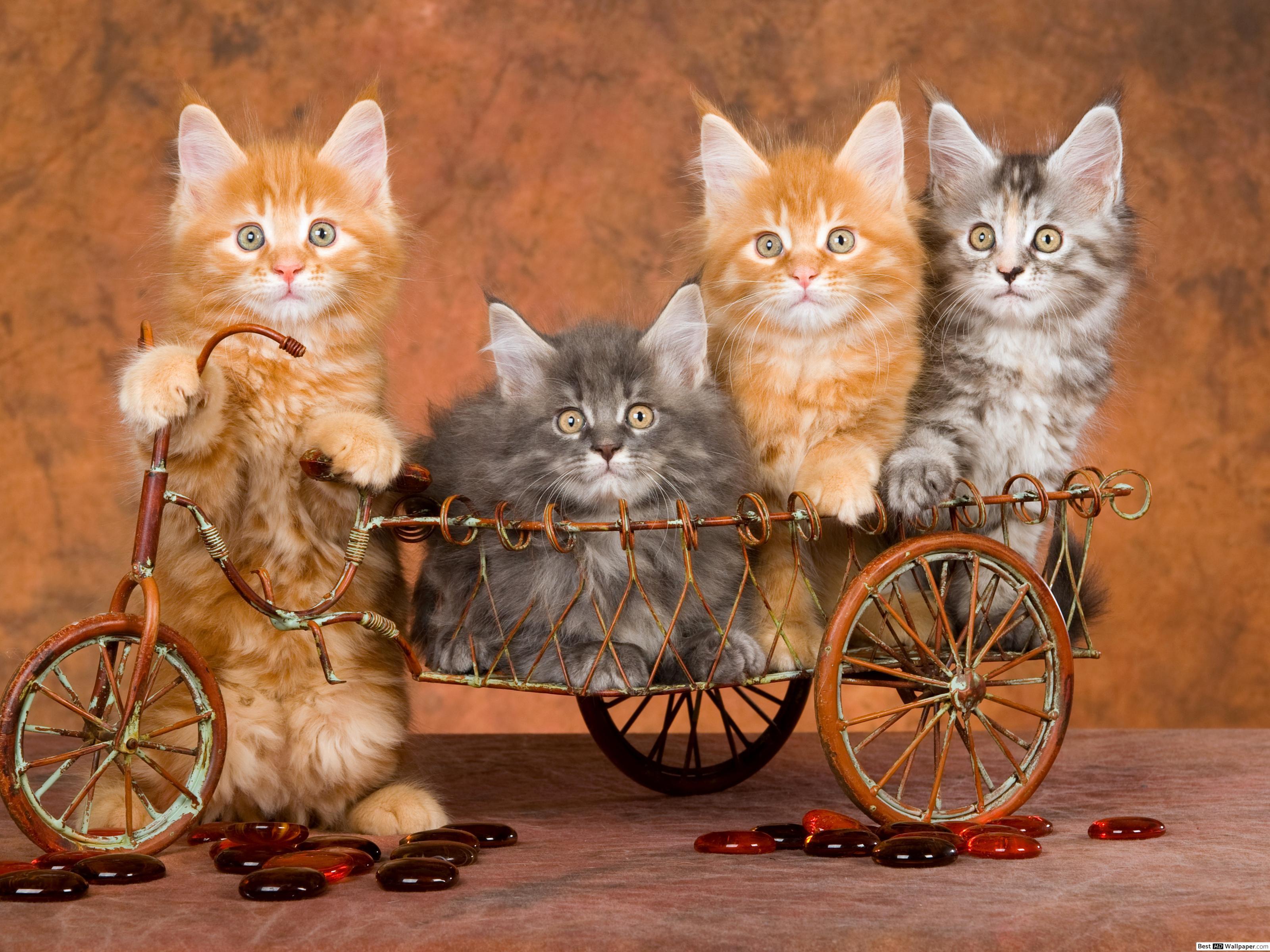 3200x2400 Cute cat friends and vintage bicycle HD wallpaper download