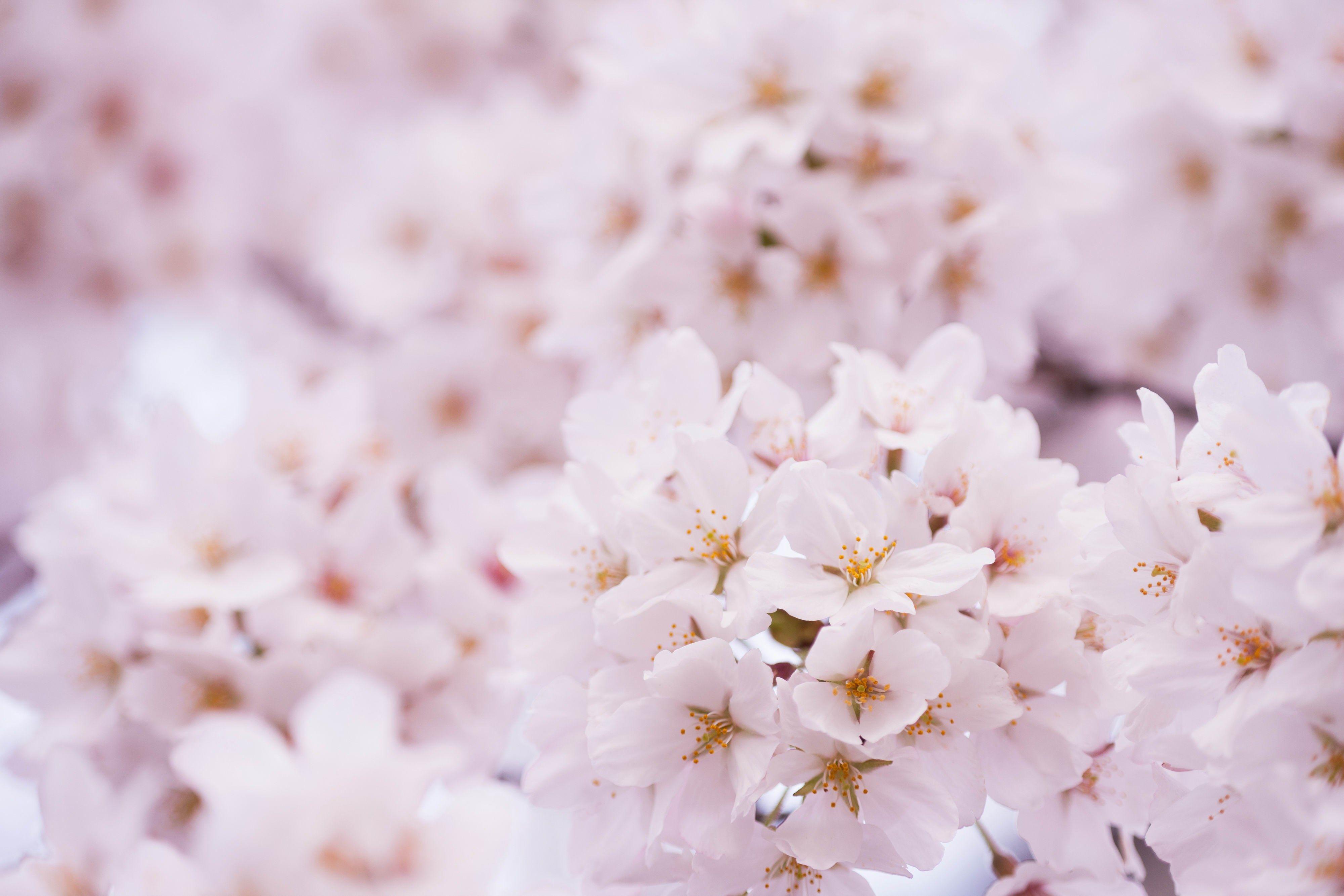 Cute Cherry Blossom Wallpapers - Top Free Cute Cherry Blossom Backgrounds - WallpaperAccess