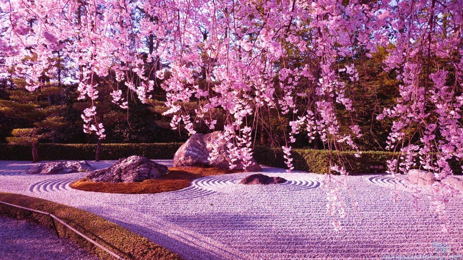 1536x864 Free download cute cherry blossom wallpaper [1600x900]