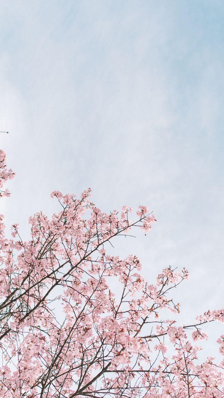 750x1333 sky. Cherry blossom wallpaper, History wallpaper