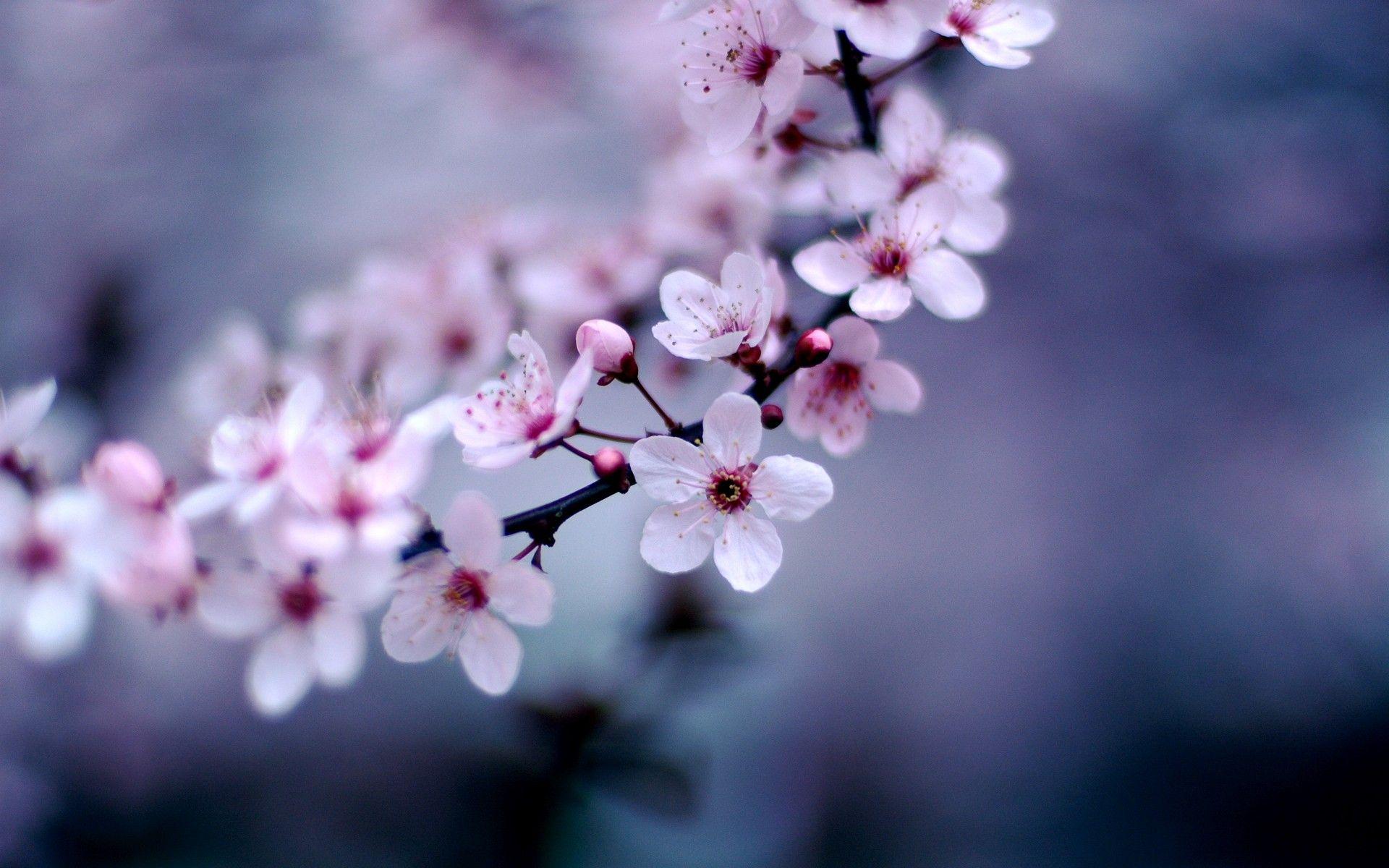 1920x1200 Cherry Blossom Wallpaper. House Beautifull Living Rooms Ideas