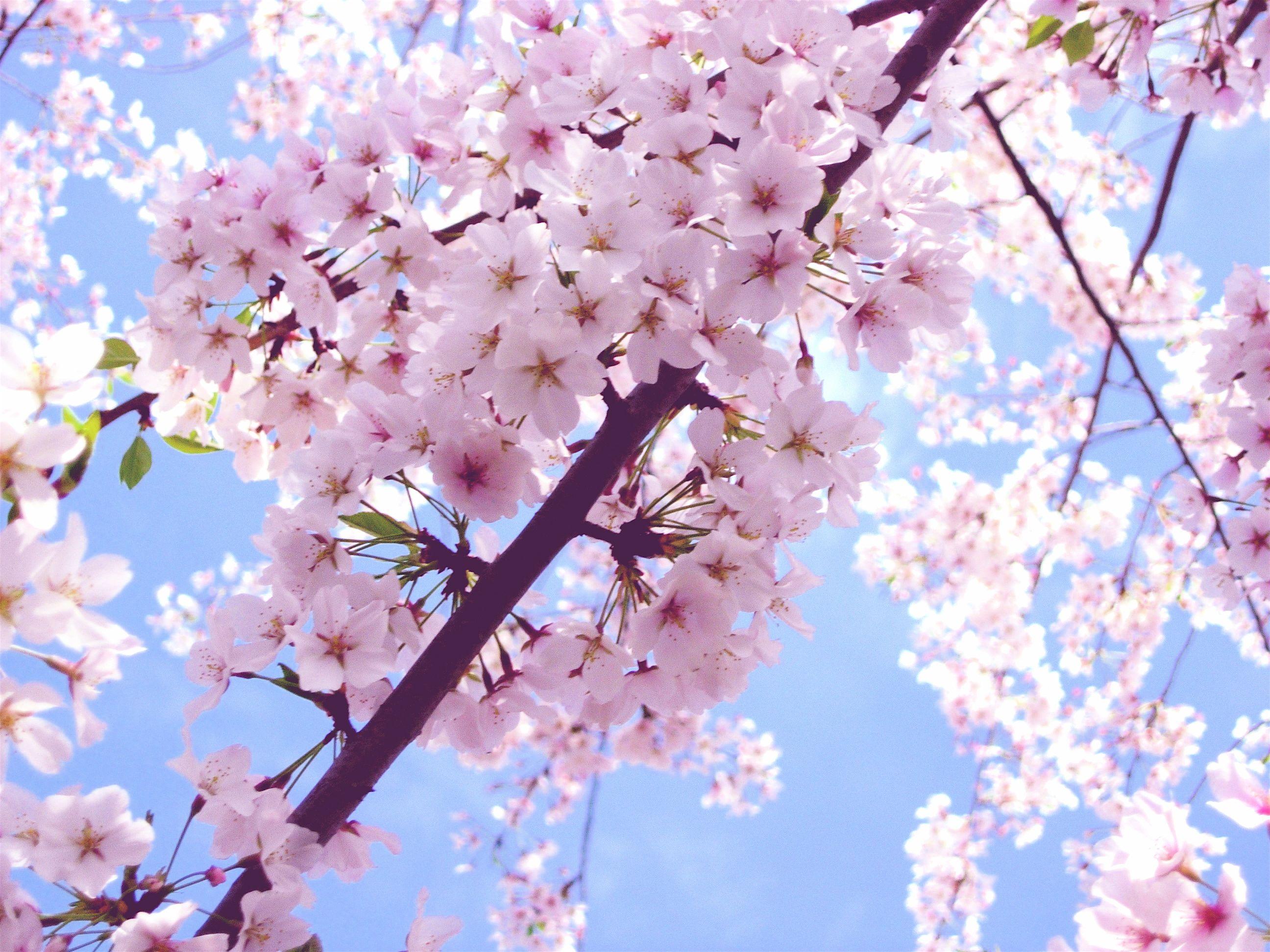 2592x1944 Cherry Blossom Wallpaper