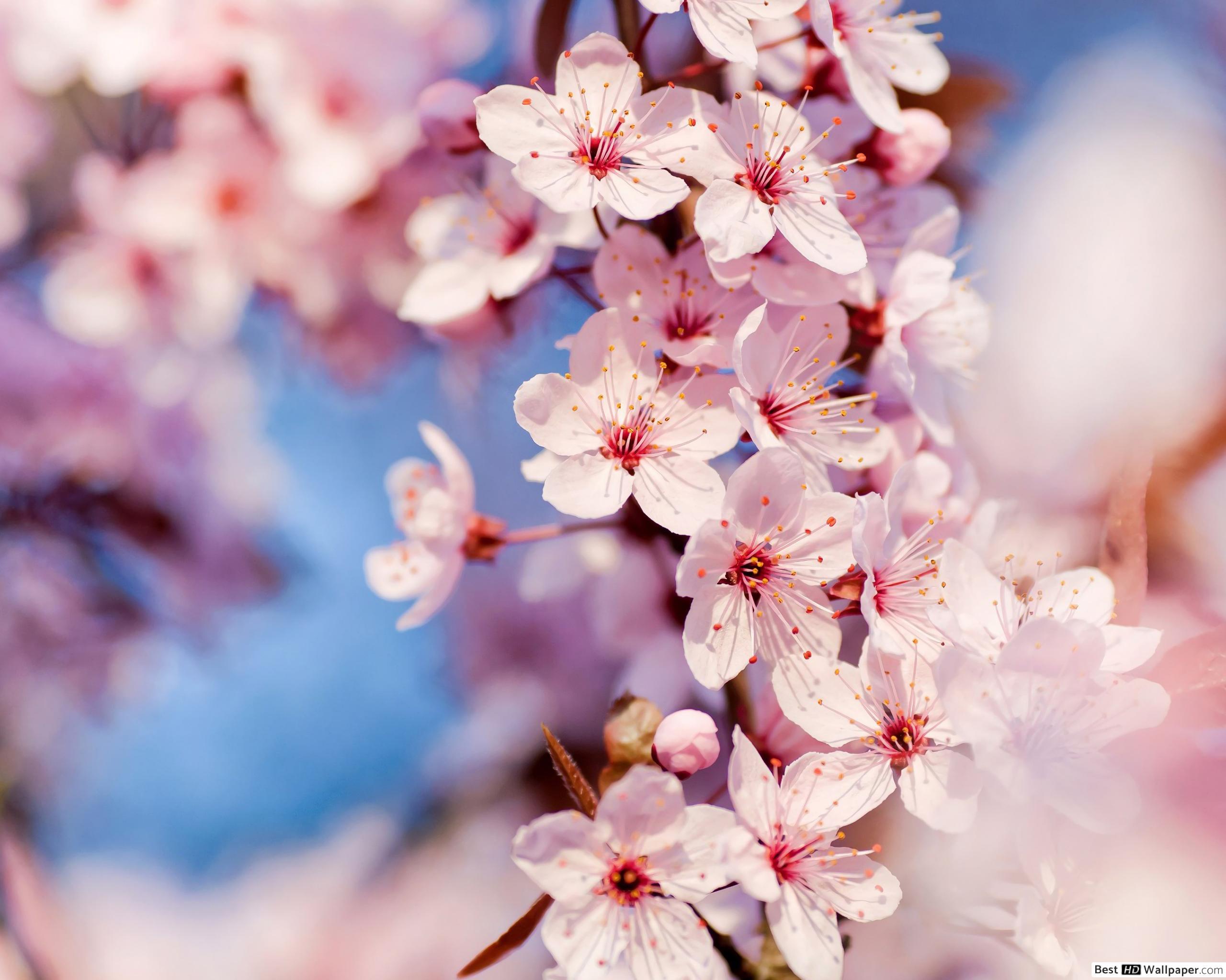 Cute Cherry Blossom Wallpapers - Top Free Cute Cherry Blossom Backgrounds - WallpaperAccess