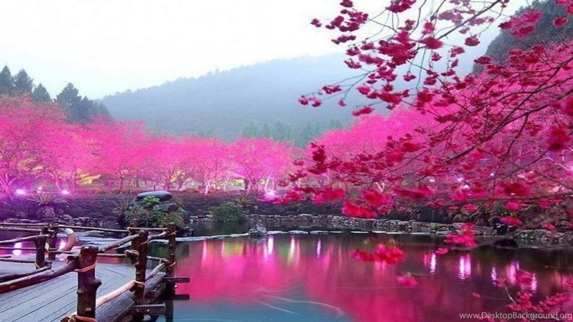 1920x1080 Download Cute Cherry Blossom Wallpaper High Quality Resolution