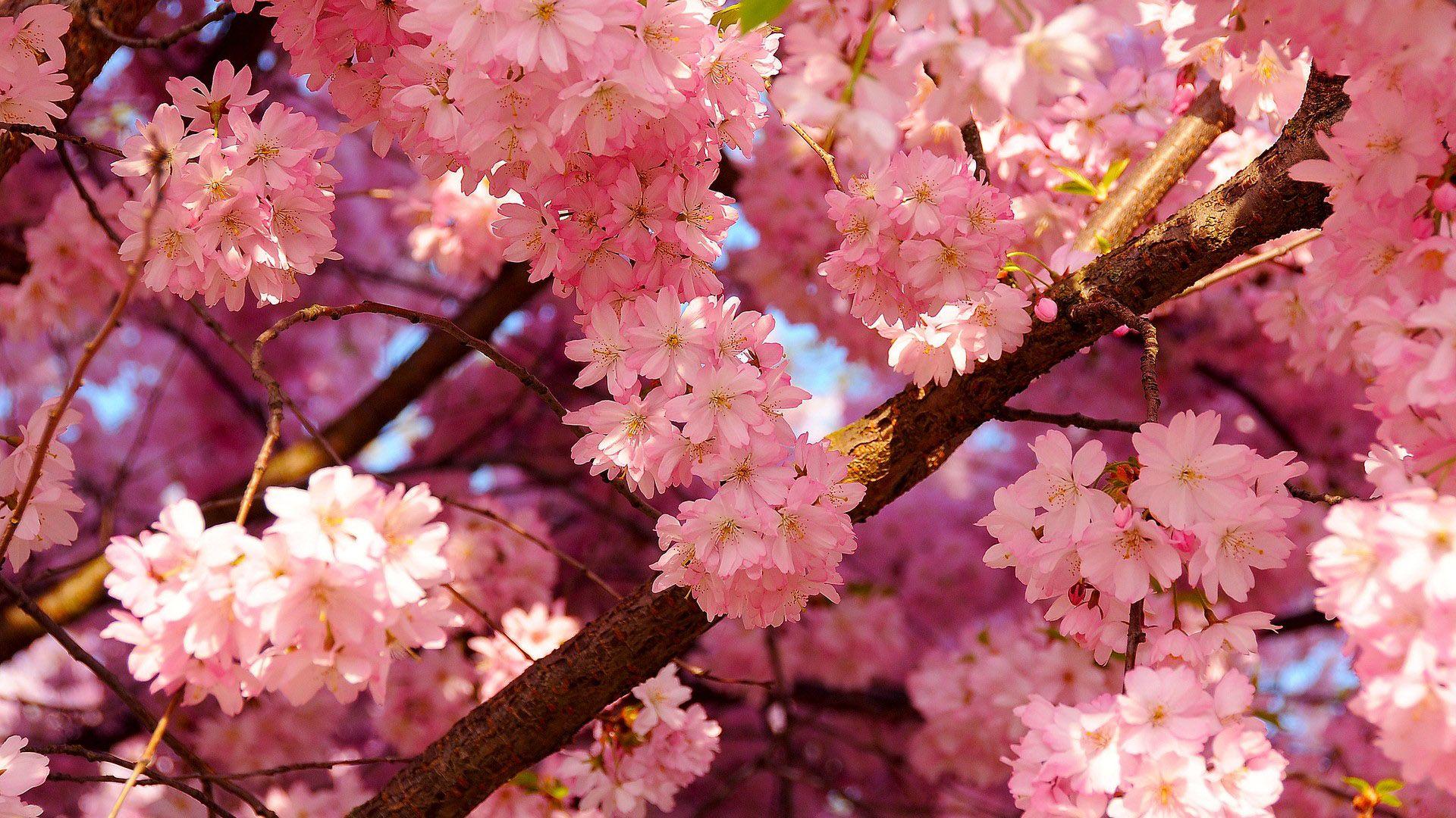 1920x1080 Nice pink cherry blossom wallpaper