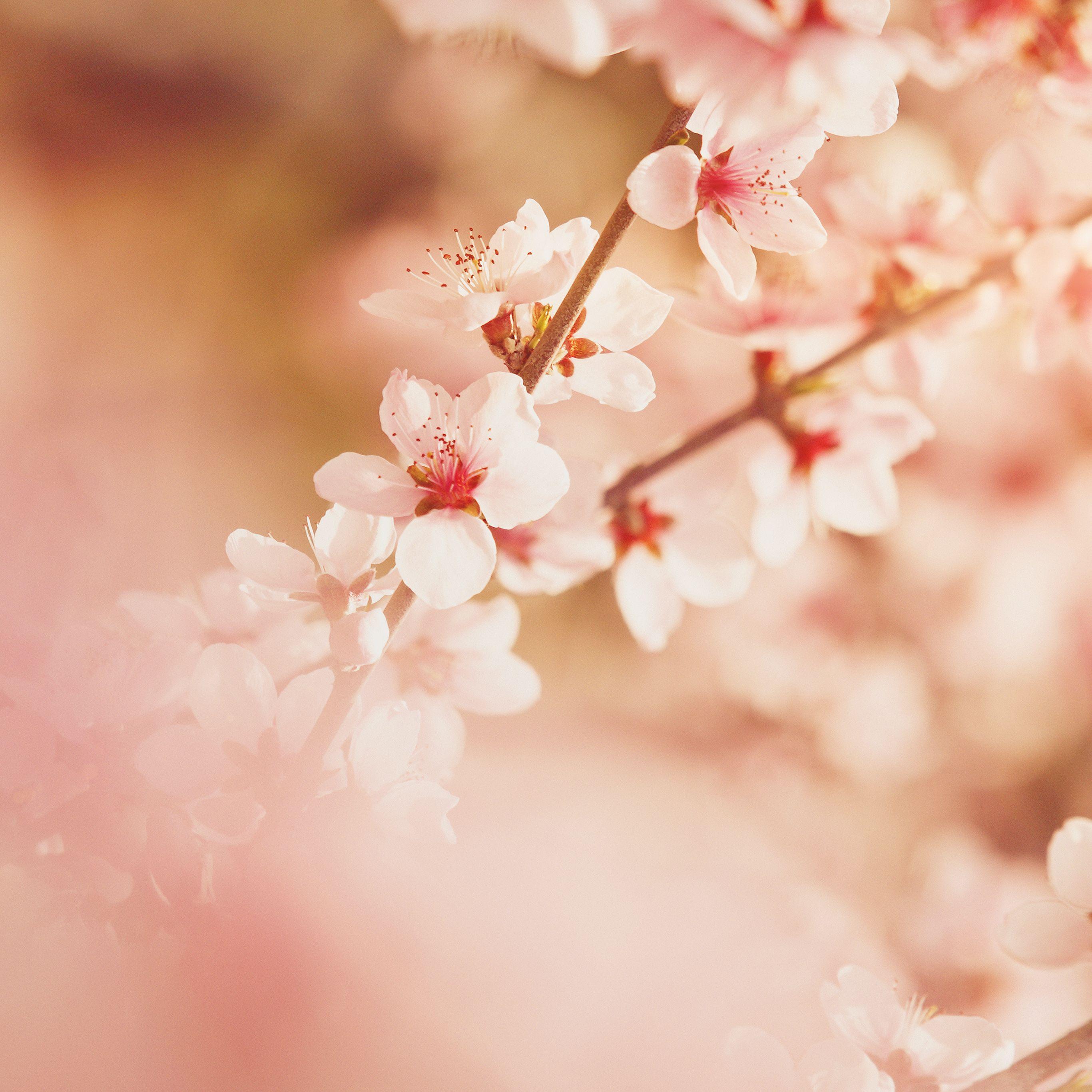 Cute Cherry Blossom Wallpapers - Top Free Cute Cherry Blossom Backgrounds - WallpaperAccess