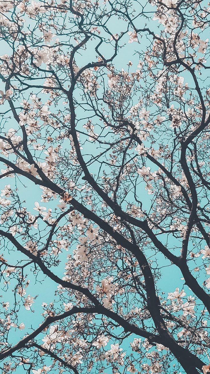Hình Nền iPhone 736x1308 Gorgeous Spring Blossom.  Papeis de parede
