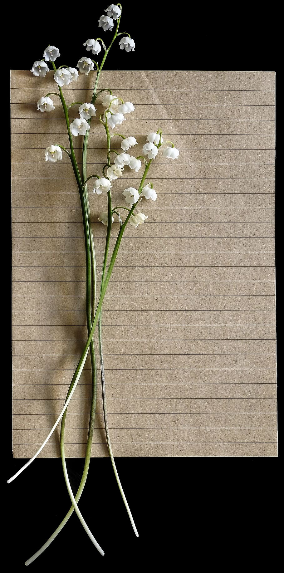 910x1836 white petaled flowers, Lilies Of The Valley, Vintage, Letter