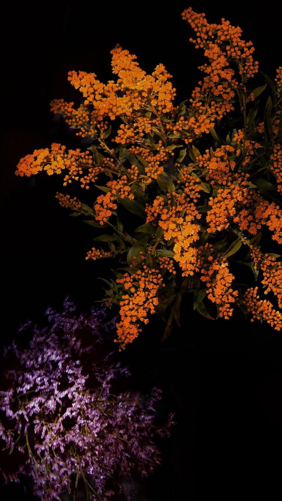 900x1600 Beautiful Tree iPhone 7 and iPhone 7 Plus HD Wallpaper iPhone