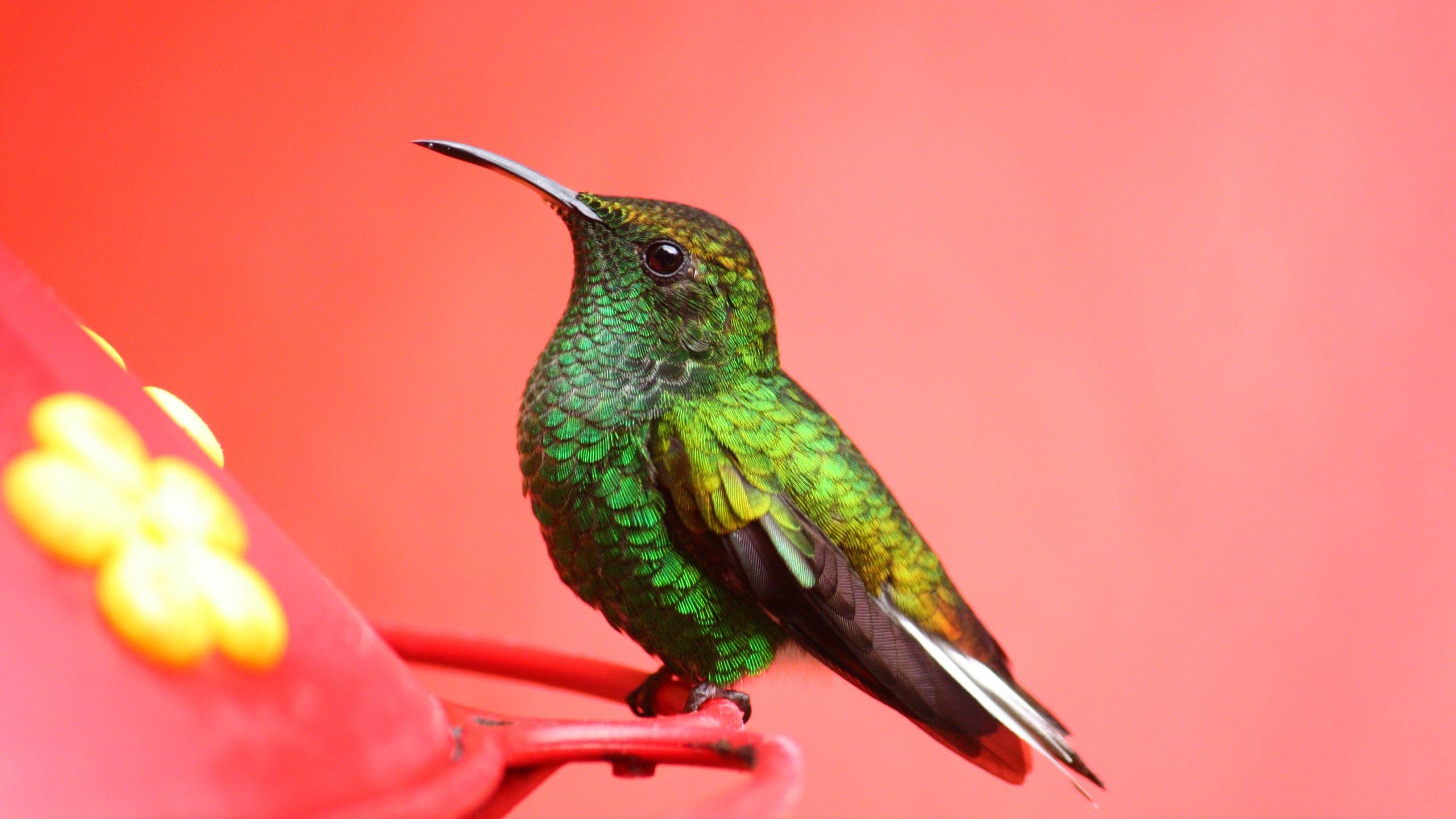 2560x1440 Wallpaper Bird, 5k, 4k wallpaper, green .