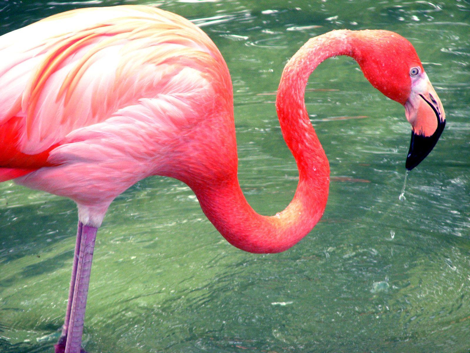 1600x1200 Flamingo hình nền