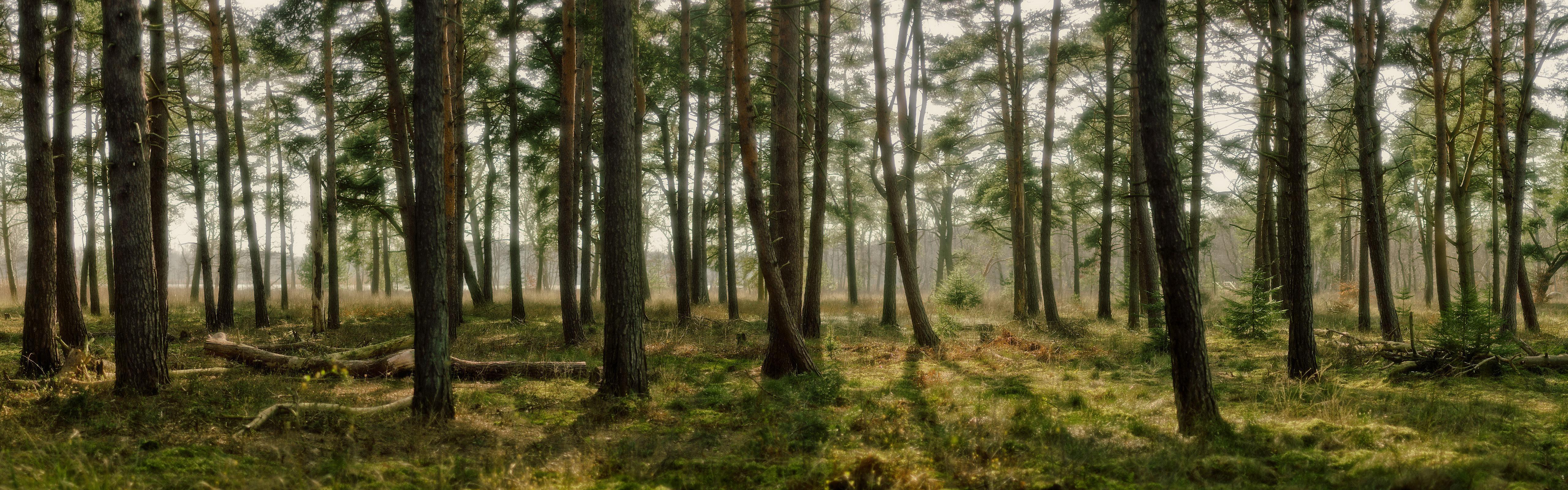 5120x1600 Forest dual monitor