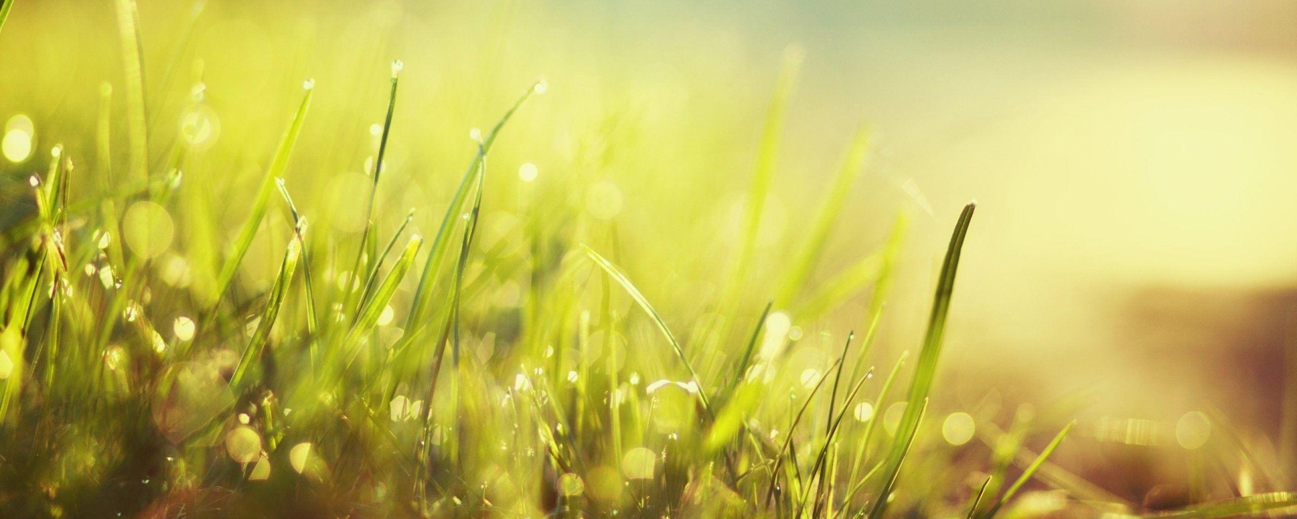 2560x1024 Plants: Multi Monitor Dual Screen Desktop Wallpaper Nature Full HD