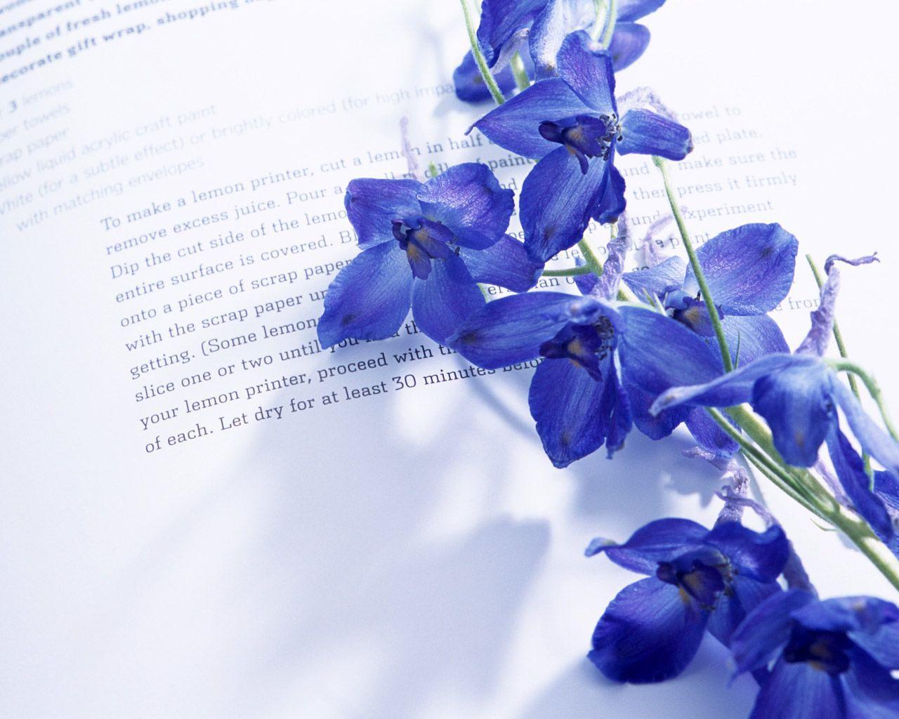 1280x1024 Purple Orchid Wallpaper